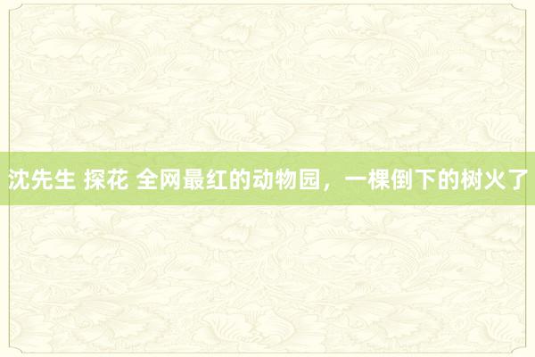 沈先生 探花 全网最红的动物园，一棵倒下的树火了